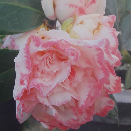 [CAJMDA] Camellia japonica 'Margaret Davis' (Conteneur - 3 ltr - 30-40 cm)
