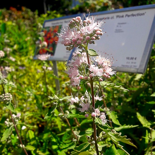 [CACPP] Caryopteris cl. 'Pink Perfection' (Conteneur - 3 ltr - 30-40 cm)