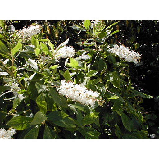 [CLALN] Clethra alnifolia (Conteneur - 3 ltr - 30-40 cm)