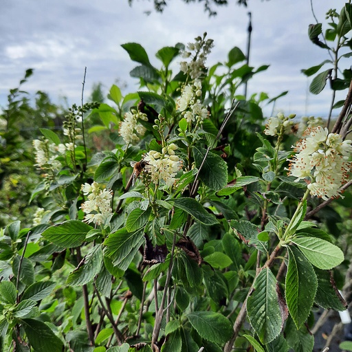 [CLASB] Clethra alnifolia 'September Beauty' (Conteneur - 3 ltr - 30-40 cm)
