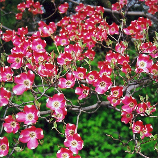[COFRG] Cornus florida 'Red Giant' (Conteneur - 3 ltr - 30-40 cm)