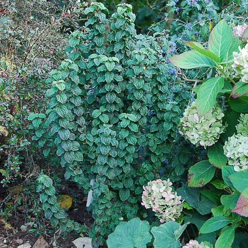 [COHERE] Cornus hessei 'Erecta' (Conteneur - 3 ltr - 30-40 cm)