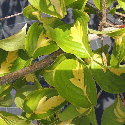 [COKGC] Cornus kousa 'Gold Cup' (Conteneur - 3 ltr - 30-40 cm)