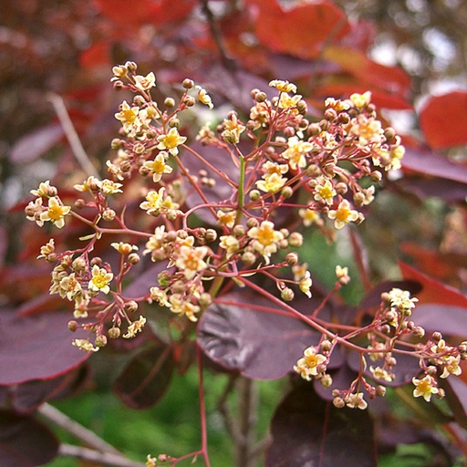 [COCRP] Cotinus coggyria 'Royal Purple' (Conteneur - 3 ltr - 30-40 cm)