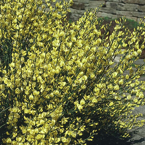 [CYPALL] Cytisus praecox 'Allgold' (Conteneur - 3 ltr - 30-40 cm)