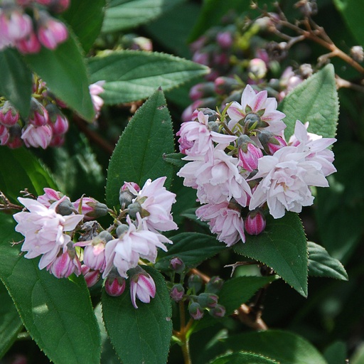[DEHPPP] Deutzia hybrida 'Pink Pom Pom' (Conteneur - 3 ltr - 30-40 cm)
