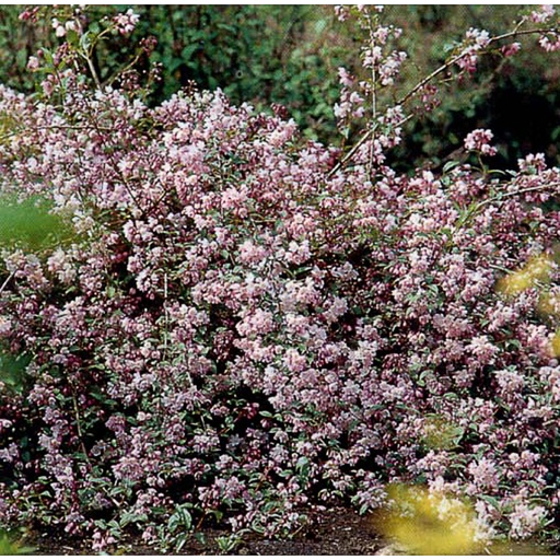[DEPKAL] Deutzia purp. 'Kalmiiflora' (Conteneur - 3 ltr - 30-40 cm)