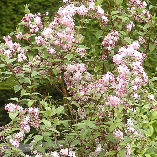[DEEFAS] Deutzia x elegentissima 'Fasciculata' (Conteneur - 3 ltr - 30-40 cm)