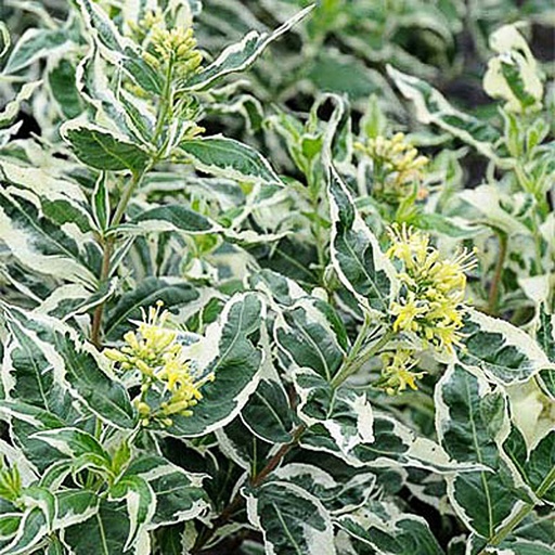 [DISCSPL] Diervilla sessilifolia 'Cool Splash' (Conteneur - 3 ltr - 30-40 cm)