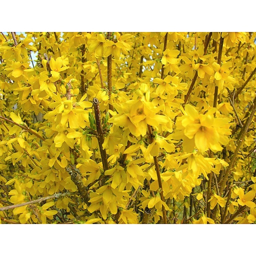 [FOMOR] Forsythia 'Marée d'Or' (Conteneur - 3 ltr - 30-40 cm)