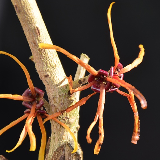 [HAMBAS] Hamamelis mollis 'Basma' (Conteneur - 3 ltr - 30-40 cm)