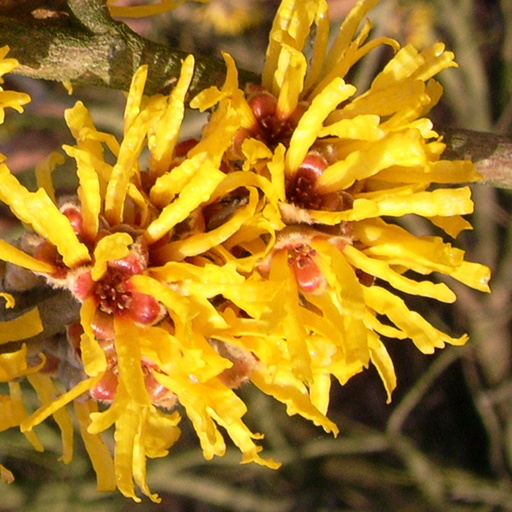 [HAIANG] Hamamelis x int. 'Angelly' (Conteneur - 3 ltr - 30-40 cm)