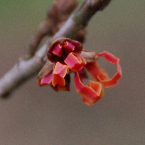 [HAIARN] Hamamelis x int. 'Arnhem' (Conteneur - 3 ltr - 30-40 cm)