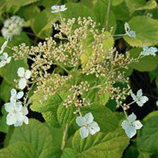 [HYAMAS] Hydrangea arborescens 'Mont Aso' (Conteneur - 3 ltr - 30-40 cm)