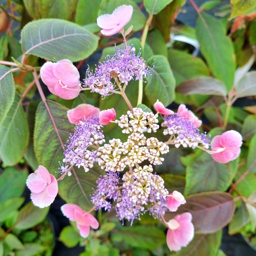 [HYAHCH] Hydrangea aspera 'Hot Chocolat' (Conteneur - 3 ltr - 30-40 cm)