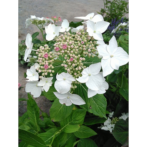 [HYMLW] Hydrangea macr. 'lanarth White' (Conteneur - 3 ltr - 30-40 cm)