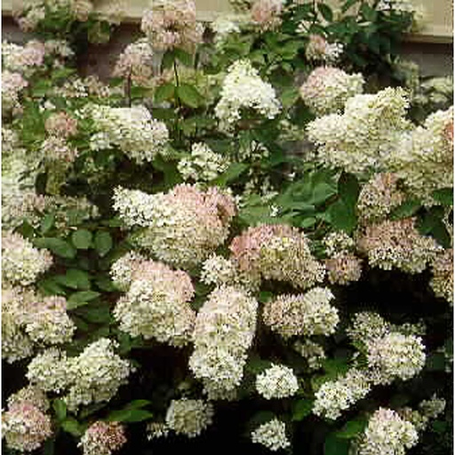 [HYPGRA] Hydrangea pan. 'Grandiflora' (Conteneur - 3 ltr - 30-40 cm)