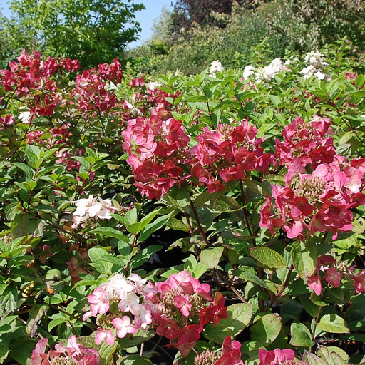 [HYPMM] Hydrangea pan. 'Mega Mindy' (Conteneur - 3 ltr - 30-40 cm)