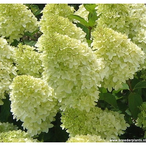 [HYPPBE] Hydrangea pan. 'Polar Bear' (Conteneur - 3 ltr - 30-40 cm)