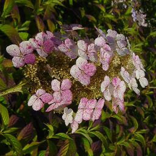[HYQAL] Hydrangea quercifolia 'Alice' (Conteneur - 3 ltr - 30-40 cm)
