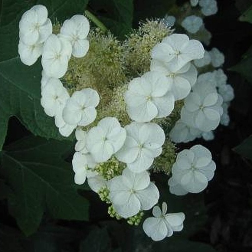[HYQSDW] Hydrangea quercifolia 'Sikes Dwarf' (Conteneur - 3 ltr - 30-40 cm)