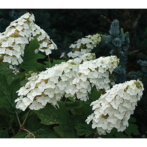 [HYQSQ] Hydrangea quercifolia 'Snow Queen' (Conteneur - 3 ltr - 30-40 cm)