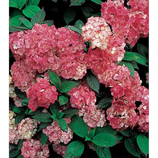 [HYSPRE] Hydrangea serrata 'Preziosa' (Conteneur - 3 ltr - 30-40 cm)
