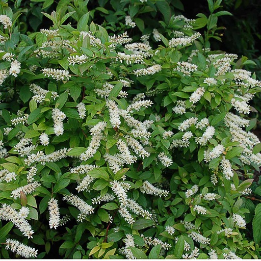 [ITVIR] Itea virginica (Conteneur - 3 ltr - 30-40 cm)