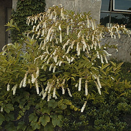 [ITVLS] Itea virginica 'Long Spire' (Conteneur - 3 ltr - 30-40 cm)