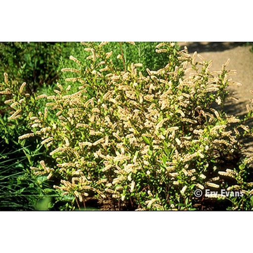[ITVSE] Itea virginica 'Sarah Eve' (Conteneur - 3 ltr - 30-40 cm)