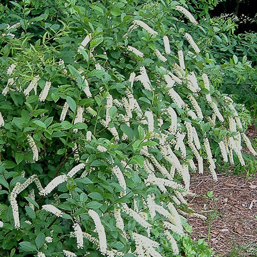 [ITVSA] Itea virginica 'Satunalia' (Conteneur - 3 ltr - 30-40 cm)