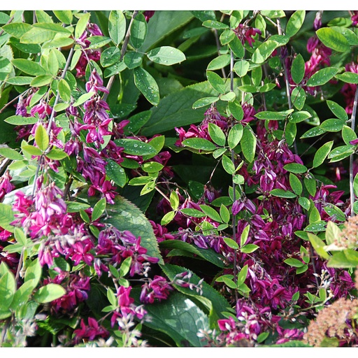 [LETHU] Lespedeza thunbergii (Conteneur - 3 ltr - 30-40 cm)