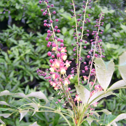 [MAGRA] Mahonia gracilipes (Conteneur - 3 ltr - 30-40 cm)
