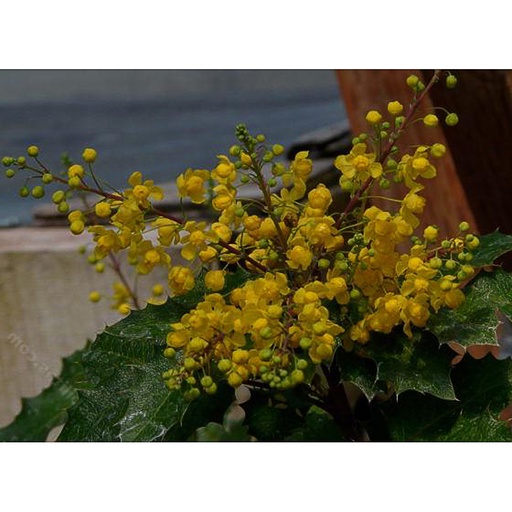 [MAPIP] Mahonia piperiana (Conteneur - 3 ltr - 30-40 cm)