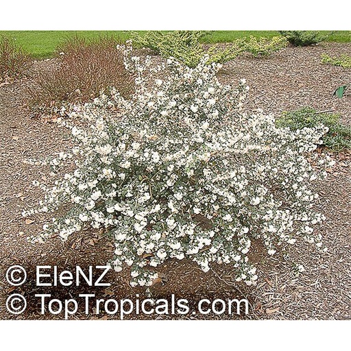[OSDEL] Osmanthus delavayi (Conteneur - 3 ltr - 30-40 cm)