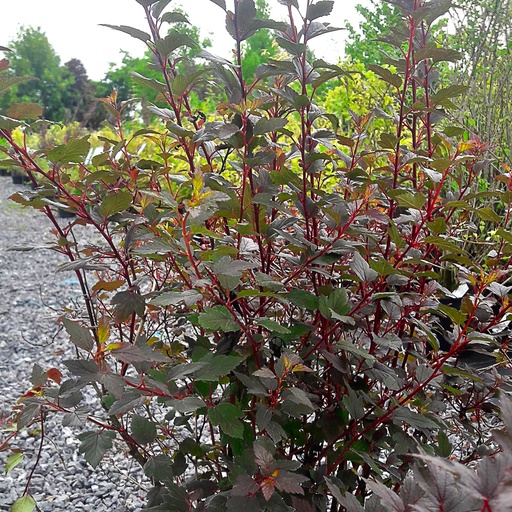 [PHOLJOKER] Physiocarpus opulifolius 'Little Joker' (Conteneur - 3 ltr - 30-40 cm)