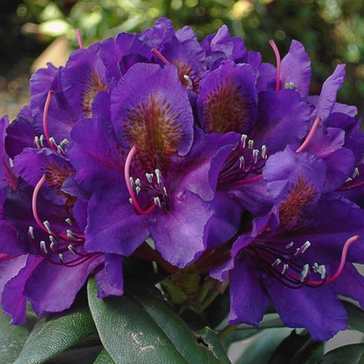 [RHMME] Rhododendron  'Marcel Menard' (Conteneur - 3 ltr - 30-40 cm)