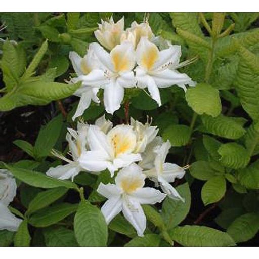 [AZPER] Rhododendron (Azalea KH) 'Persil' (Conteneur - 3 ltr - 30-40 cm)