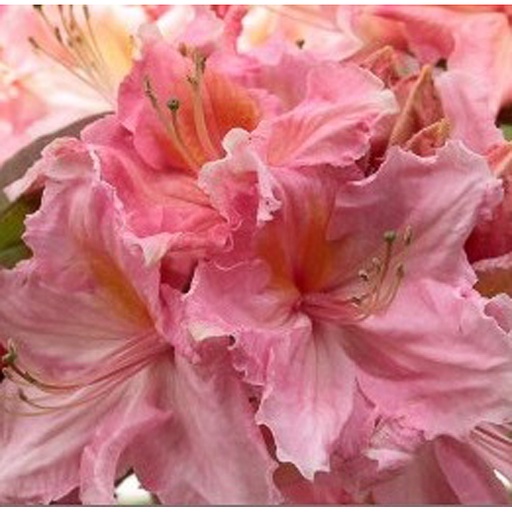 [AZSICE] Rhododendron (Azalea KH) 'Strawberry Ice' (Conteneur - 3 ltr - 30-40 cm)