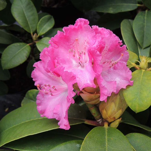 [RHGERM] Rhododendron 'Germania' (Conteneur - 3 ltr - 30-40 cm)
