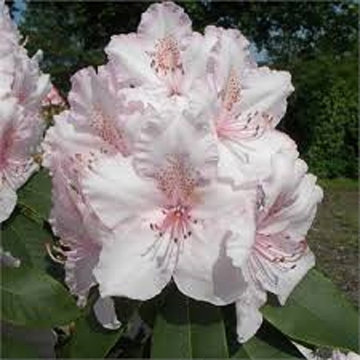 [RHMCPE] Rhododendron 'Mrs Charles Pearson' (Conteneur - 3 ltr - 30-40 cm)