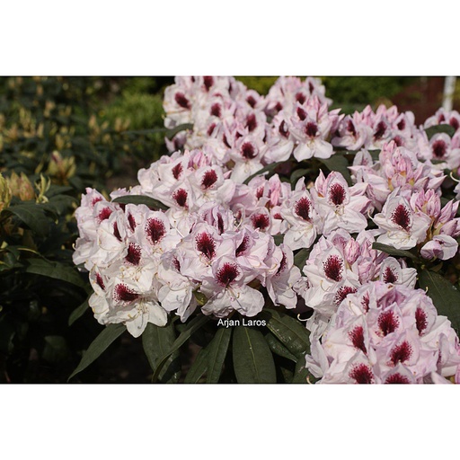 [RHSDVER] Rhododendron 'Souv. de Dominique Vervaene' (Conteneur - 3 ltr - 30-40 cm)