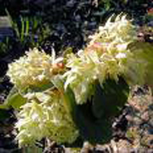 [RILAUR] Ribes laurifolium (Conteneur - 3 ltr - 30-40 cm)