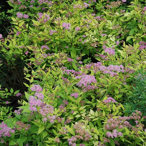 [SPJGMO] Spiraea japonica 'Gold Mound' (Conteneur - 3 ltr - 30-40 cm)