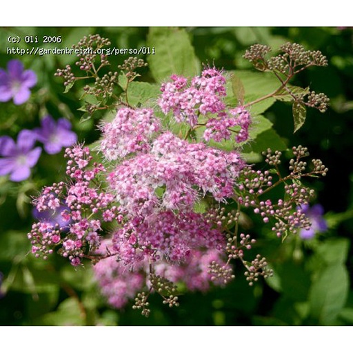 [SPMARG] Spiraea margaritae (Conteneur - 3 ltr - 30-40 cm)