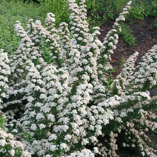 [SPNJBR] Spiraea nipp. 'June Bride' (Conteneur - 3 ltr - 30-40 cm)