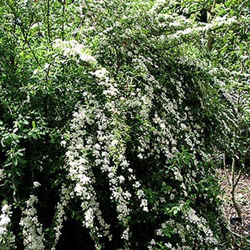 [SPNSNO] Spiraea nipp. 'Snowmound' (Conteneur - 3 ltr - 30-40 cm)