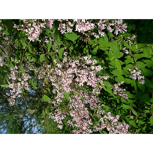 [SYRPIXIE] Syringa 'Red Pixie' (Conteneur - 3 ltr - 30-40 cm)