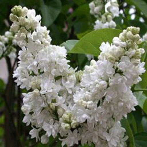 [SYVMLE] Syringa vulg. 'Mme Lemoine' (Conteneur - 3 ltr - 30-40 cm)