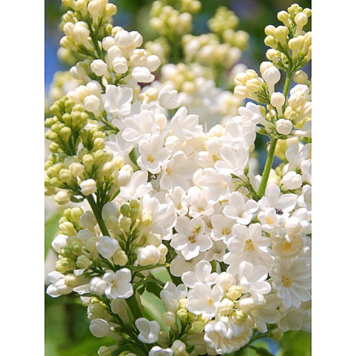 [SYVROC] Syringa vulg. 'Rochester' (Conteneur - 3 ltr - 30-40 cm)